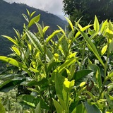 Fresh tea leaves Ilam